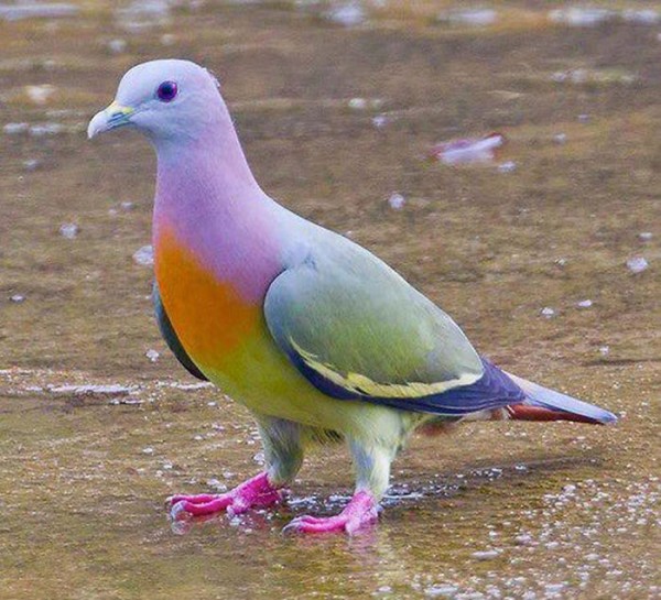 porumbel
