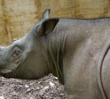 FAPT DIVERS / Un rinocer malaezian rar va primi o nouă parteneră