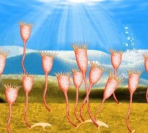 Creaturi bizare: ce erau straniile „flori” marine cu tentacule care au trait in urma cu 520 de milioane de ani?